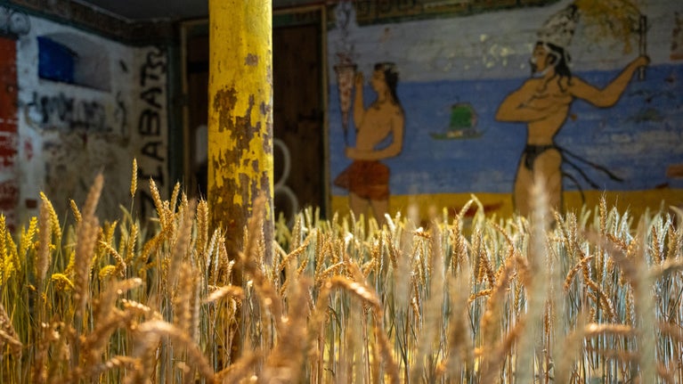 An image with corn in the foreground and painted figures on a wall in the backround